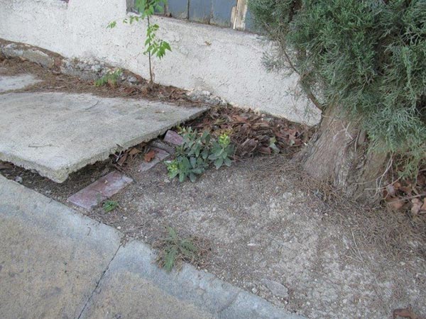 A tree with roots lifting up a sidewalk foundation