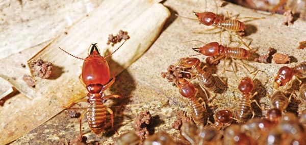 An infestation of termites